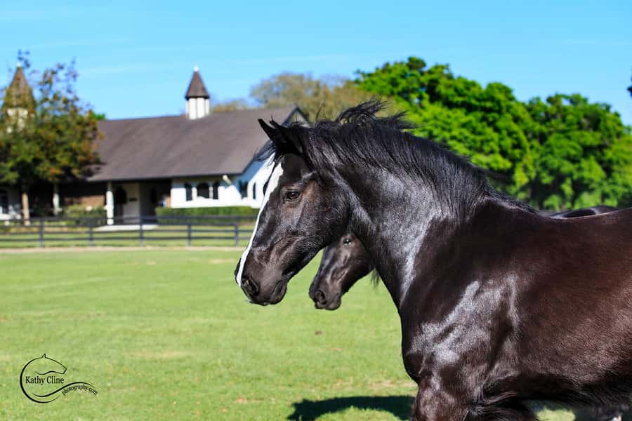 Ocala: Gypsy Gold Horse Farm Horses & History Tour - Why Gypsy Gold is more than a horse farm visit