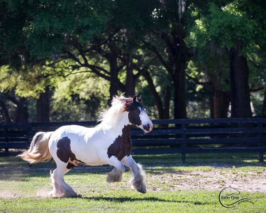 Ocala: Gypsy Gold Horse Farm Horses & History Tour - The two-hour Horses & History tour