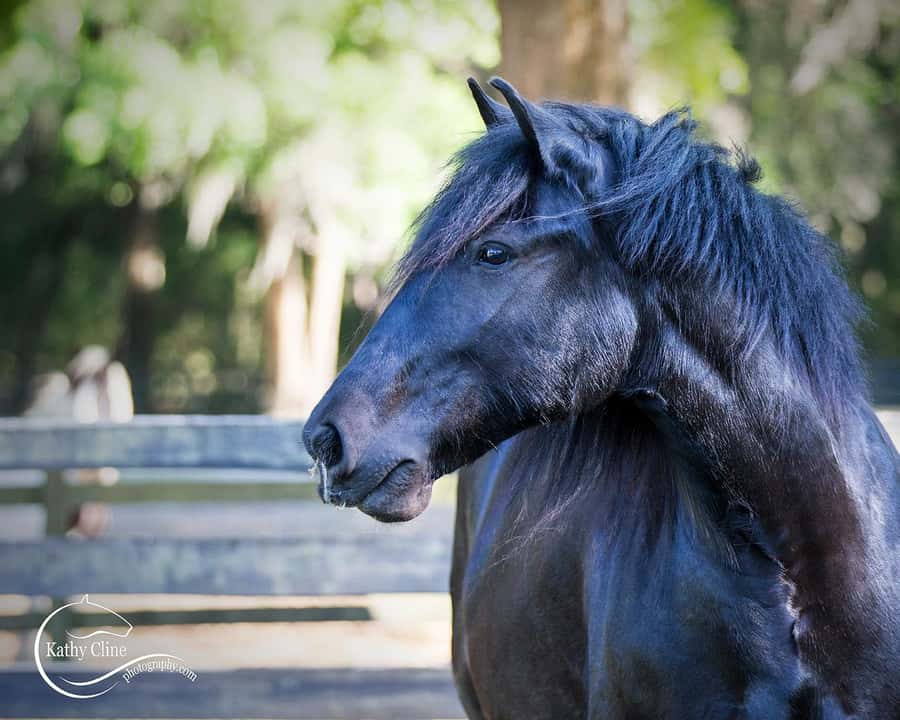 Ocala: Gypsy Gold Horse Farm Horses & History Tour - The one-hour walking tour