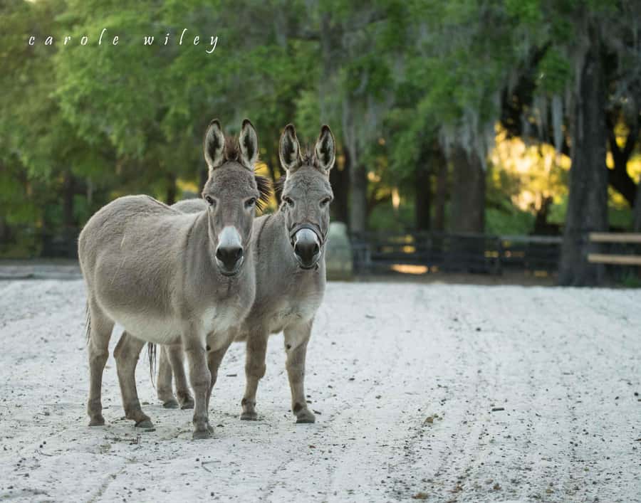 Ocala: Gypsy Gold Horse Farm Horses & History Tour - What makes the Gypsy Vanner special