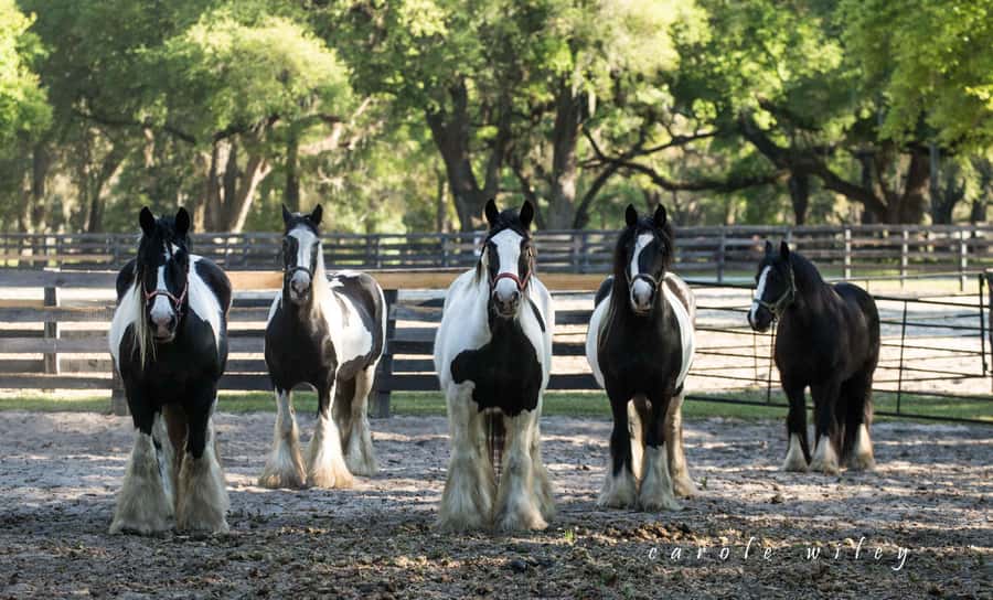 Ocala: Gypsy Gold Horse Farm Horses & History Tour - Is the $50 price good value?