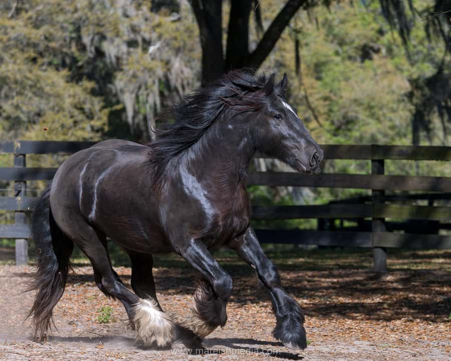 Ocala: Gypsy Gold Horse Farm Horses & History Tour - Who will enjoy this farm visit most?