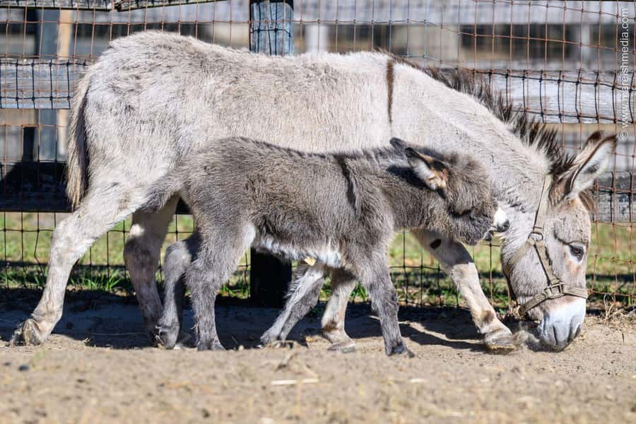 Ocala: Gypsy Gold Horse Farm Horses & History Tour - Practical tips for a smoother visit