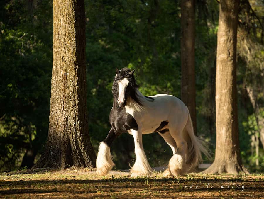 Ocala: Gypsy Gold Horse Farm Horses & History Tour - Dennis and Cindy Thompson’s four-year horse story