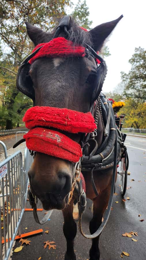 Official Exclusive VIP Horse Carriage Ride in Central Park - The Boathouse and the final stretch