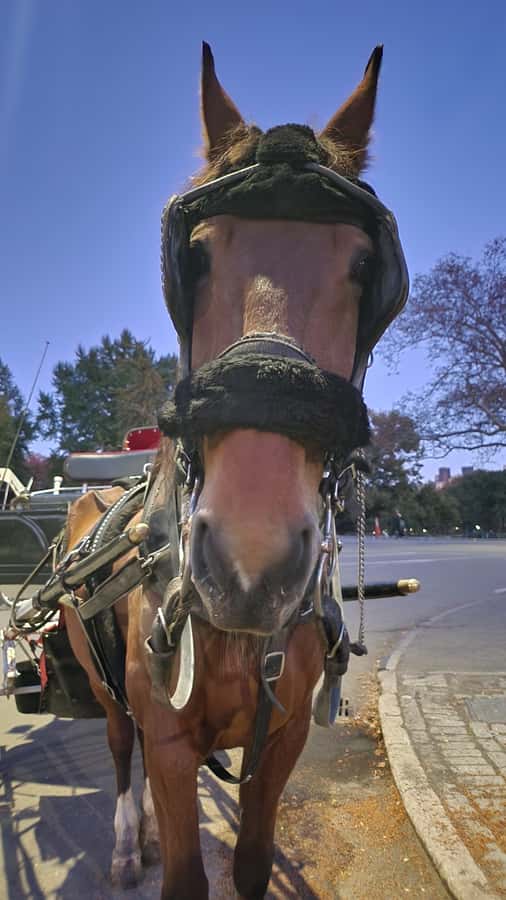 Official Exclusive VIP Horse Carriage Ride in Central Park - Is $195 a fair price?