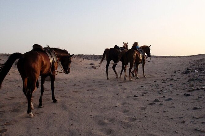 One Hour Horse Riding Beach with Transfer from Hurghada - Riding from Hurghada toward the Red Sea