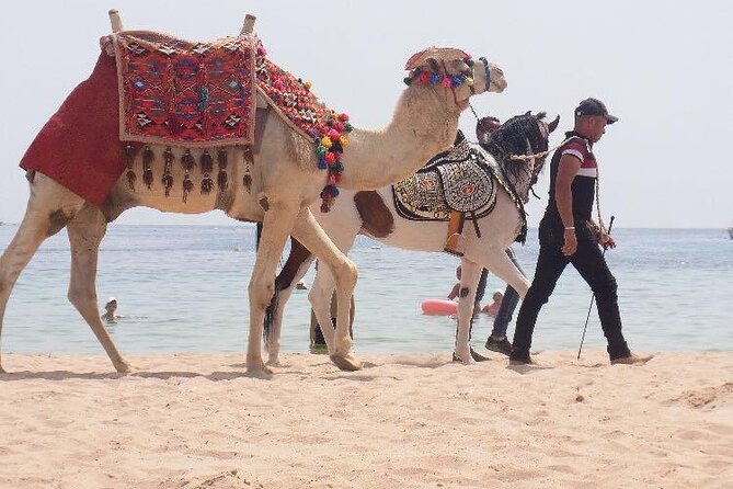 One Hour Horse Riding or Camel Riding At Amazing Desert in Hurghada - Trainers, safety, and the value of guidance