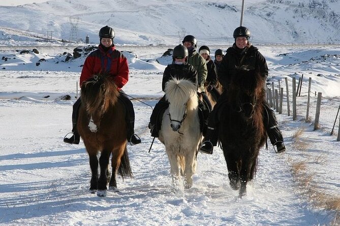 One-Hour Horseback Riding Tour in the Icelandic Countryside - How It Fits Into a South Iceland Day