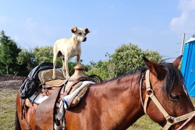 Pacaya Volcano Luxury Sunset Horseback Riding Tour/ Dinner Cooked by-Lava Chef - Who will enjoy this Pacaya outing most
