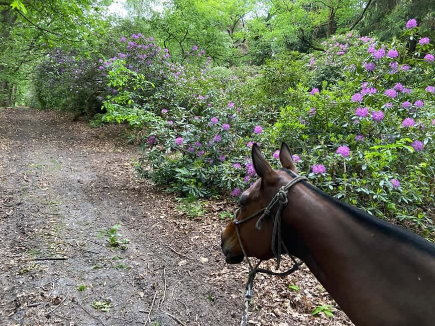 Paris: Aumont-en-Halatte Horseback Riding Tour - From Paris to the quiet woods of Aumont-en-Halatte