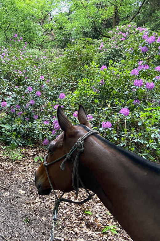 Paris: Aumont-en-Halatte Horseback Riding Tour - The tone of the experience