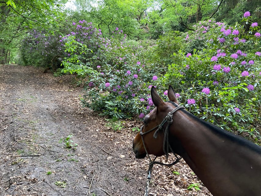 Paris: Aumont-en-Halatte Horseback Riding Tour - What the two-hour schedule really includes