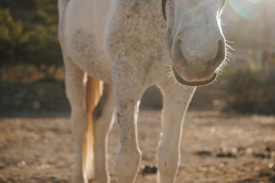 Paros: Horseback Riding Tour at Sunset - What to bring for a comfortable ride