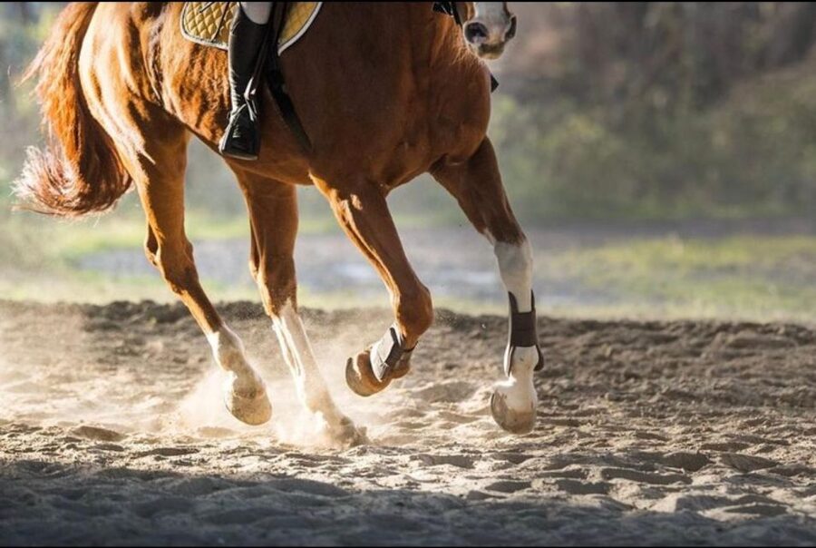 Paros: Morning Island Horseback Riding Adventure - Meeting the horses near Parikia