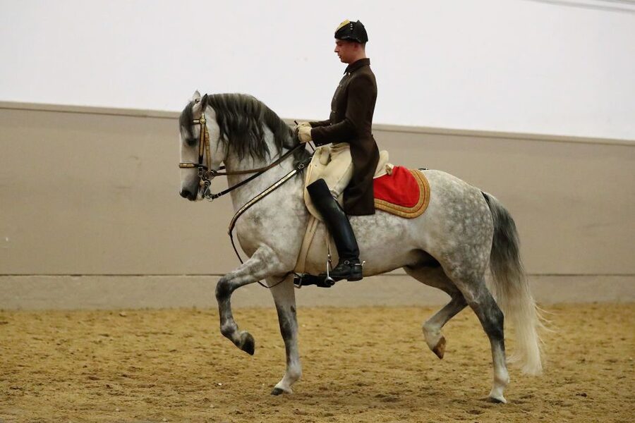 Performance Of The Lipizzans At Spanish Riding School - Who will enjoy this experience most