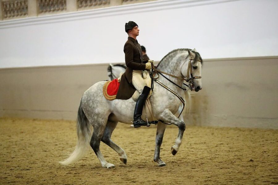 Performance Of The Lipizzans At Spanish Riding School - What happens during the performance