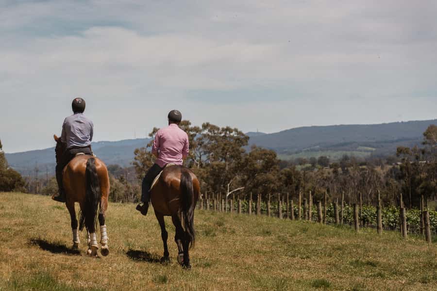 Petaluma: Horseback Riding and Wine Tasting Tour - Why this ride works for a wine-country day