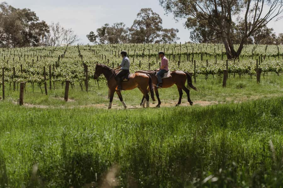 Petaluma: Horseback Riding and Wine Tasting Tour - Meeting the horses at the hitching rail