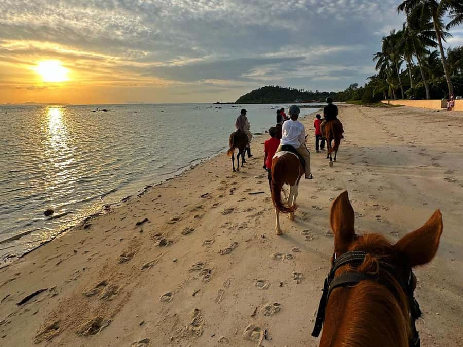 Phuket: Sunset Beach Horseback Journey - Who will enjoy this ride most