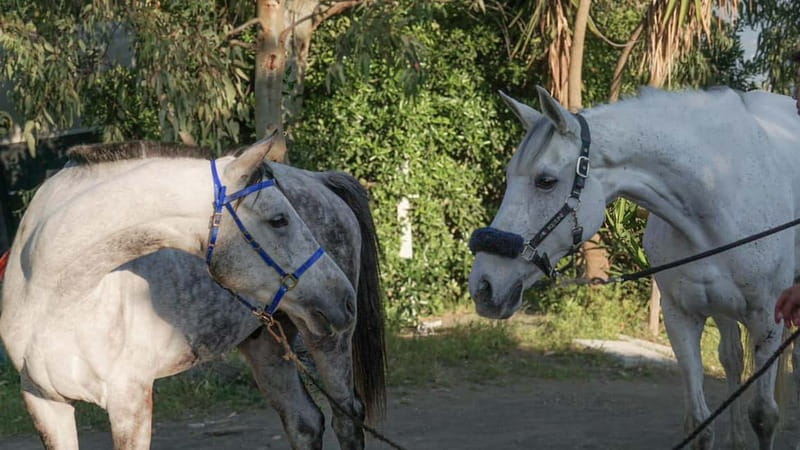 Pompeii: Mount Vesuvius Night Horseback Ride and Italian BBQ - Key points to know before booking