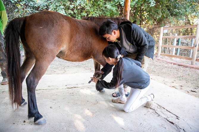 Pony Riding in Luang Prabang - The first hour, from grooming to countryside trails