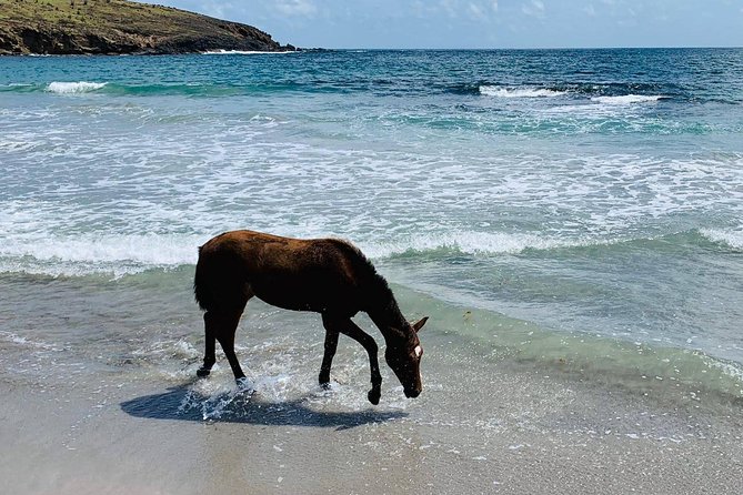 Private Beach Horseback Ride with Sandy Hoofs St. Lucia - Guides, horses, and the human side of the ride