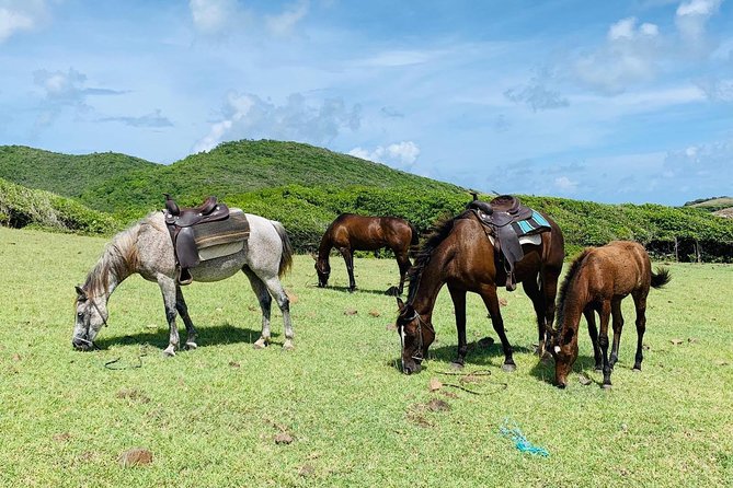Private Beach Horseback Ride with Sandy Hoofs St. Lucia - Price, timing, and what your $99 buys