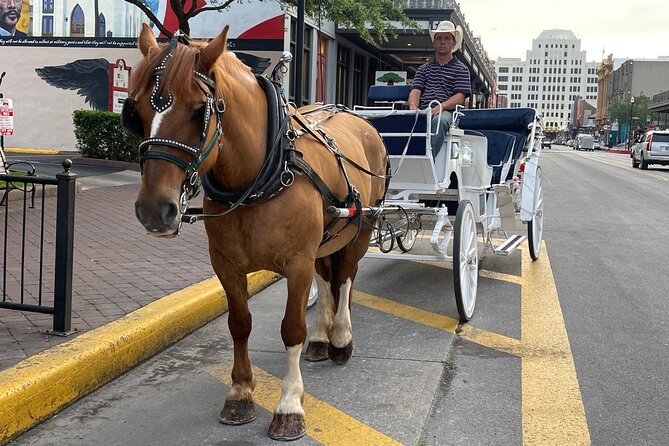 Private Carriage Tour of Galveston - Key points to know before you book