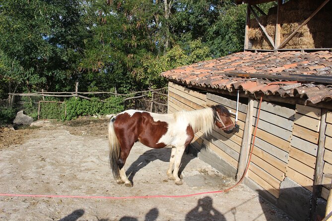 Private day horse riding trip to Sighnaghi with lunch and wine/beer. - Why this private ride works well from Tbilisi