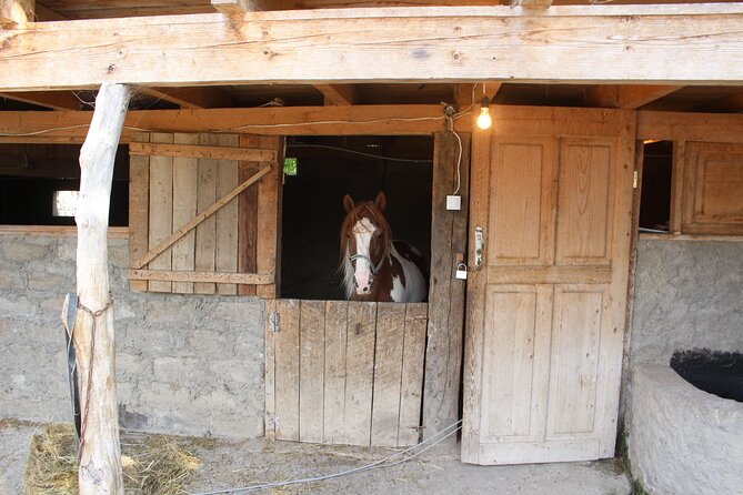 Private day horse riding trip to Sighnaghi with lunch and wine/beer. - What the six to seven hours really includes
