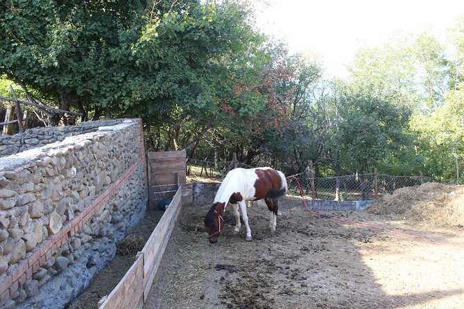 Private day horse riding trip to Sighnaghi with lunch and wine/beer. - Three hours on horseback at Living Roots Horse Ranch