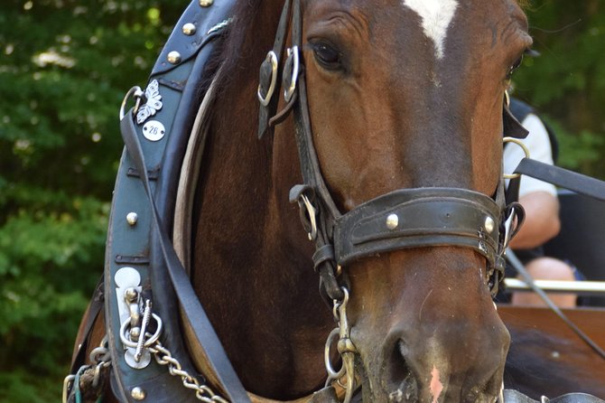 Private Guided Day Trip to Castle Neuschwanstein incl. Carriage Horse Ride - What the private format is really worth