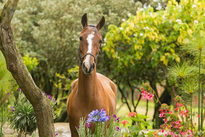 Private Guided Tour of Colombia’s Paso Fino Horse - Why Colombia’s Paso Fino deserves your attention