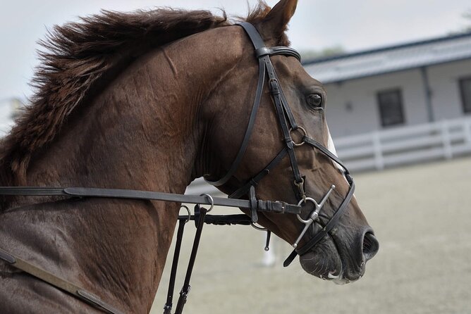 Private Horse and Camel Riding Experience in Doha - From Doha to the open desert