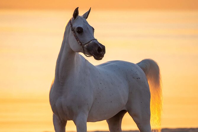Private Horse and Camel Riding Experience in Doha - What the $150 price includes