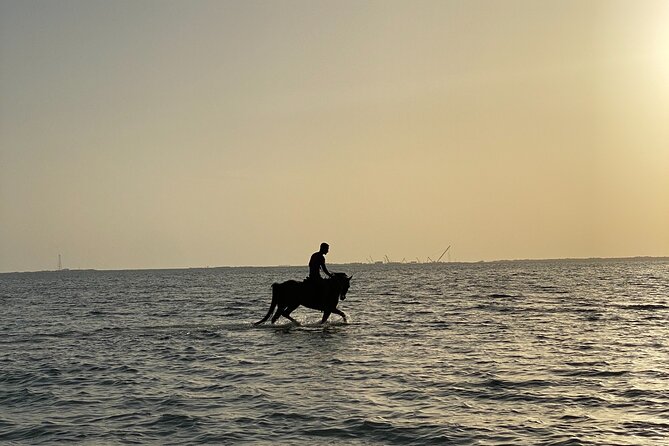 Private Horse Riding Experience at Red Sea - From Hooves Stud to the Red Sea