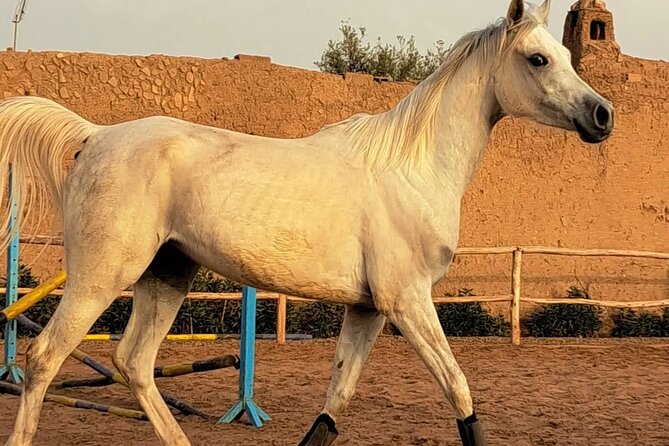 Private horseback ride in the Palmeraie of Marrakech - A gentle start for first-time riders