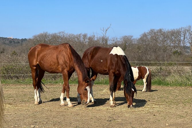 Private Horseback Riding and Family Time in Konavle Region - Why this ranch outing works for family time