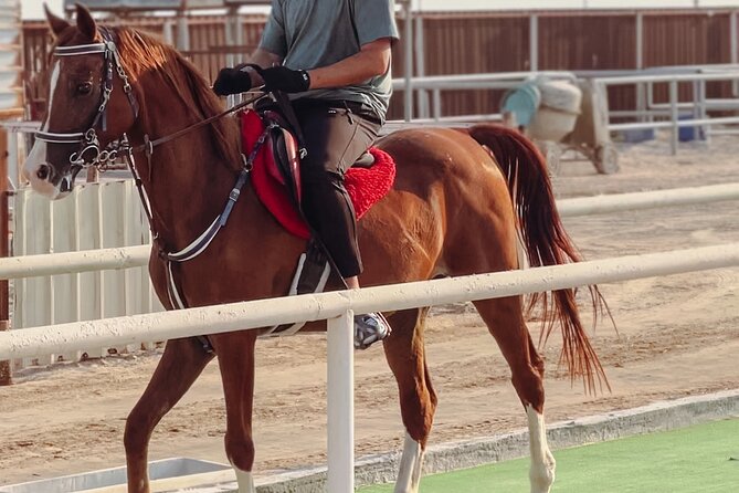 Private Horseback Riding Experience in Doha - Key points at a glance