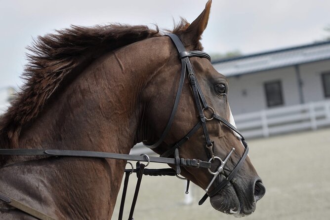 Private Horseback Riding Experience in Doha - Why horseback riding changes the Sealine Desert