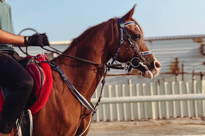 Private Horseback Riding Experience in Doha - Meeting the horses at the stables