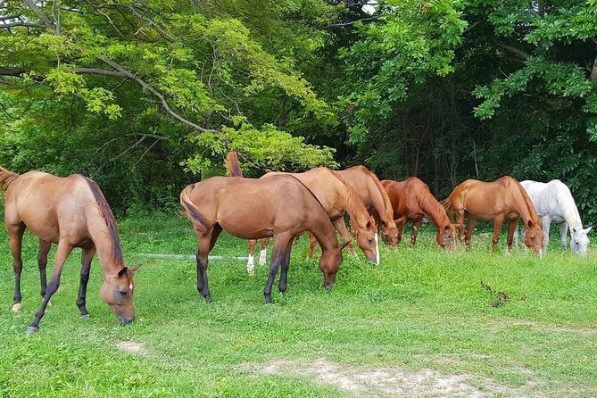 Private Horseback Riding, Swimming and Dunn's River Falls Tour - One day, three active pursuits