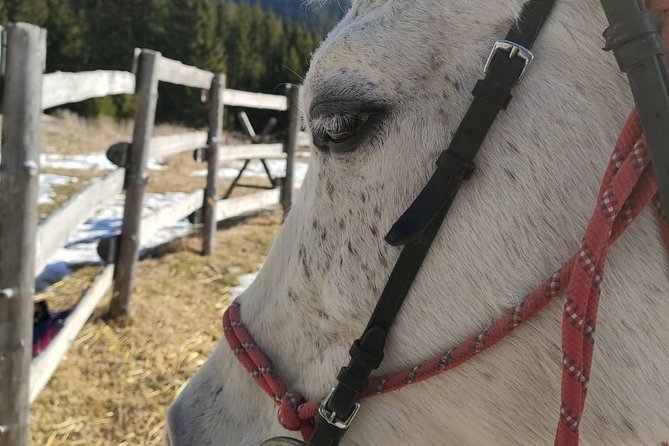 Private Horseback Riding the Rila Range - Wildlife watching along the trails