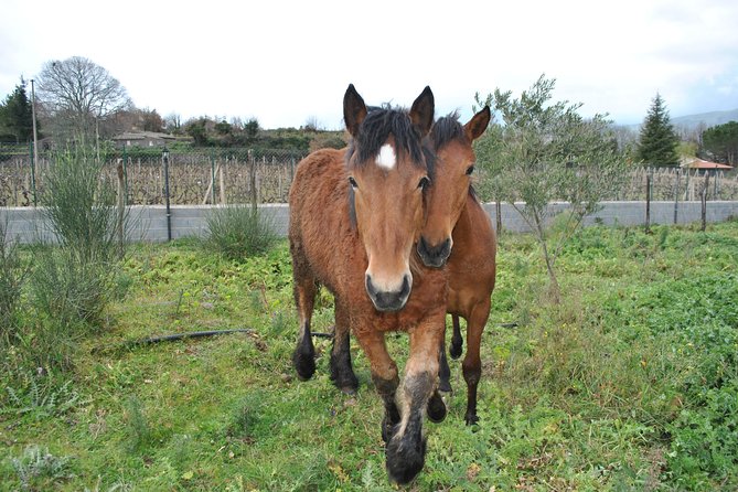 Private Horseback Riding Tour on Etna Area + Traditional Lunch - Should you book it?