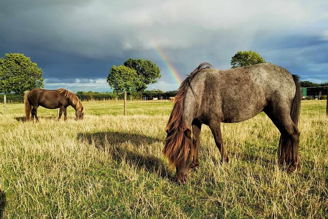 Private Miniature Horse Walking near Lincoln - Grooming is more than a warm-up