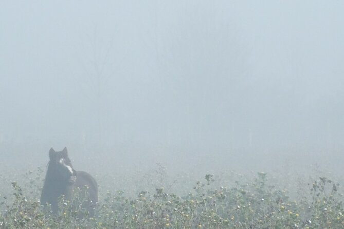 Private Miniature Horse Walking near Lincoln - Meeting the rest of the animal family