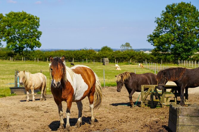 Private Miniature Horse Walking near Lincoln - Timing, weather, and cancellation details