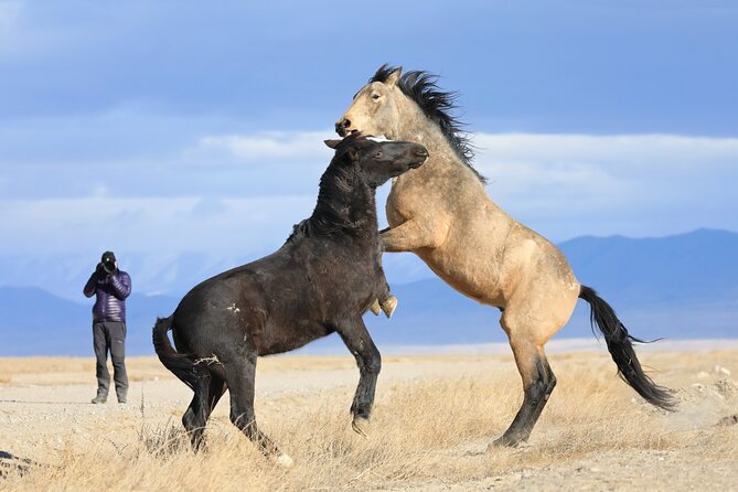Private Wild Horse Photo Safari from Tooele - Meeting the Onaqui mustangs in Skull Valley