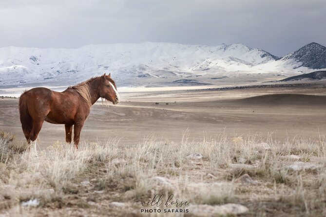 Private Wild Horse Photo Safari from Tooele - What Jennifer Rogers adds to the experience